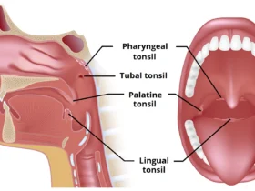 Can Tonsils Grow Back After Being Removed? – Tymoff