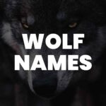 wolf names