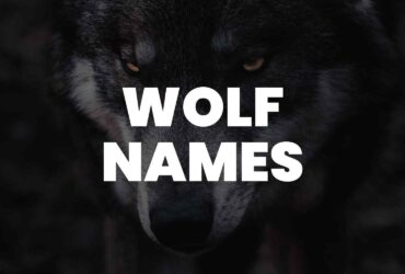 wolf names