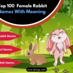 bunny names