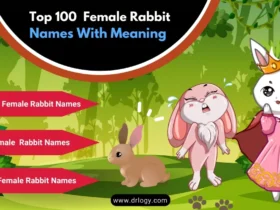 bunny names