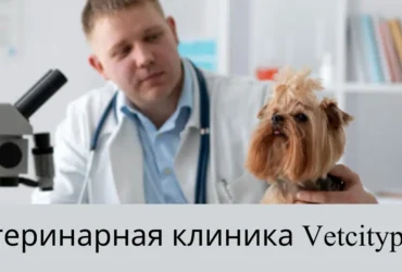 ветеринарная клиника vetcitypets