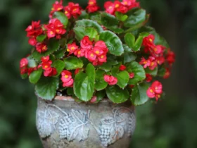 begonia mallacoota