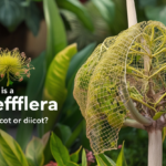 schefflera monocot or dicot