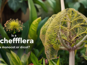 schefflera monocot or dicot